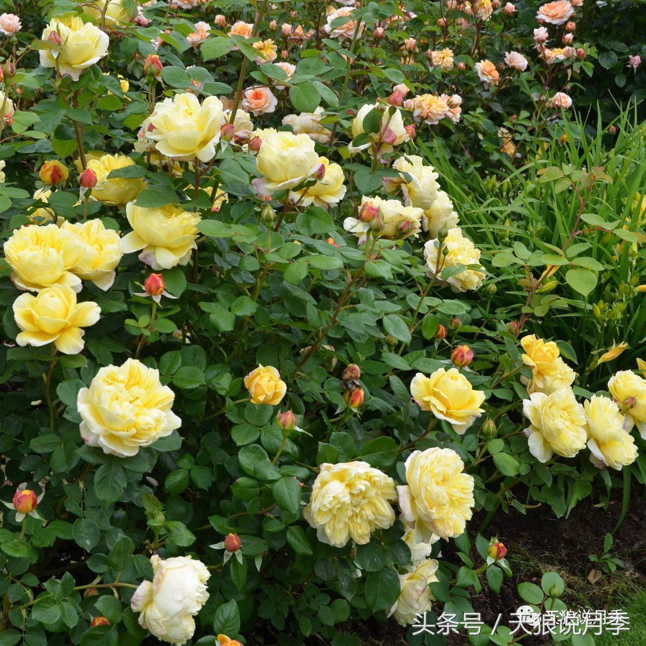 月季的各个品种都是怎样命名的,月季千千万万