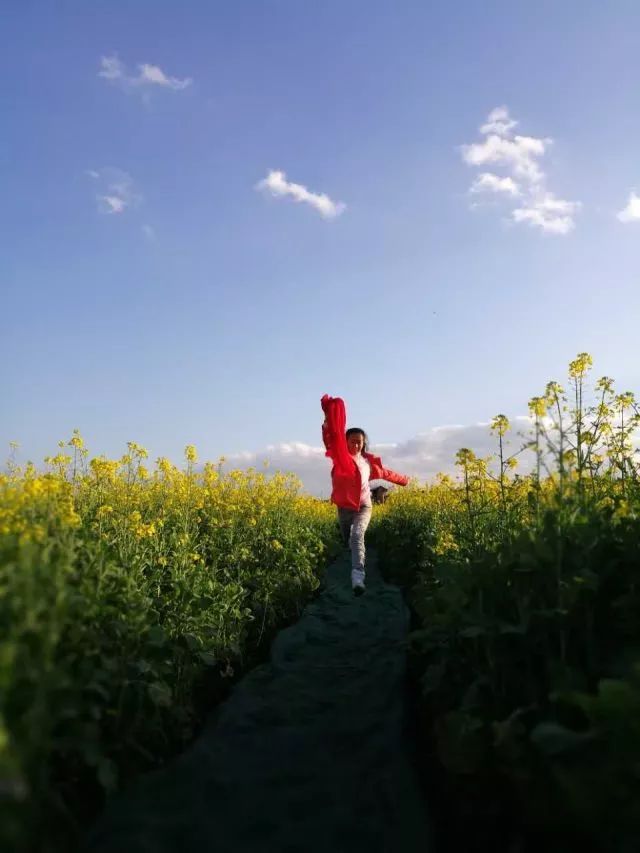 蒙自尼苏小镇有油菜花吗,蒙自尼苏小镇现在有花吗