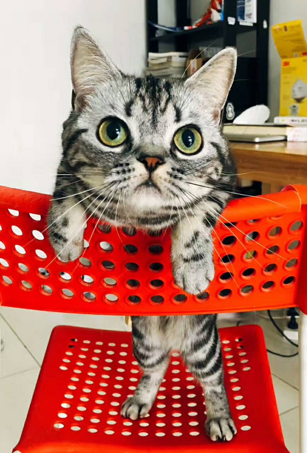 科普猫咪的内容,科普猫咪的眼睛