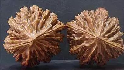 文玩核桃品种图鉴大全前十名,文玩核桃手串品种大全