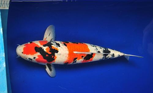 锦鲤养殖发家致富,养殖锦鲤能挣钱吗现在多少钱