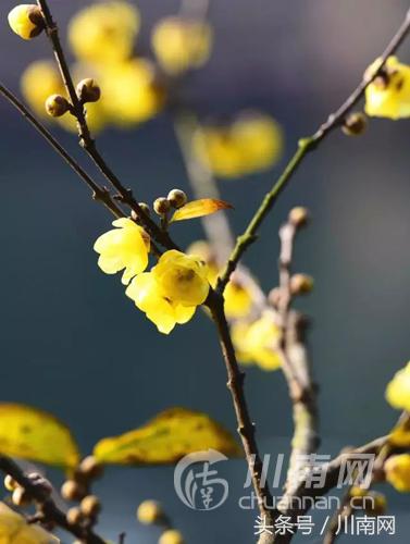 泸州看腊梅,又是一年赏梅季泸州梅花哪里赏