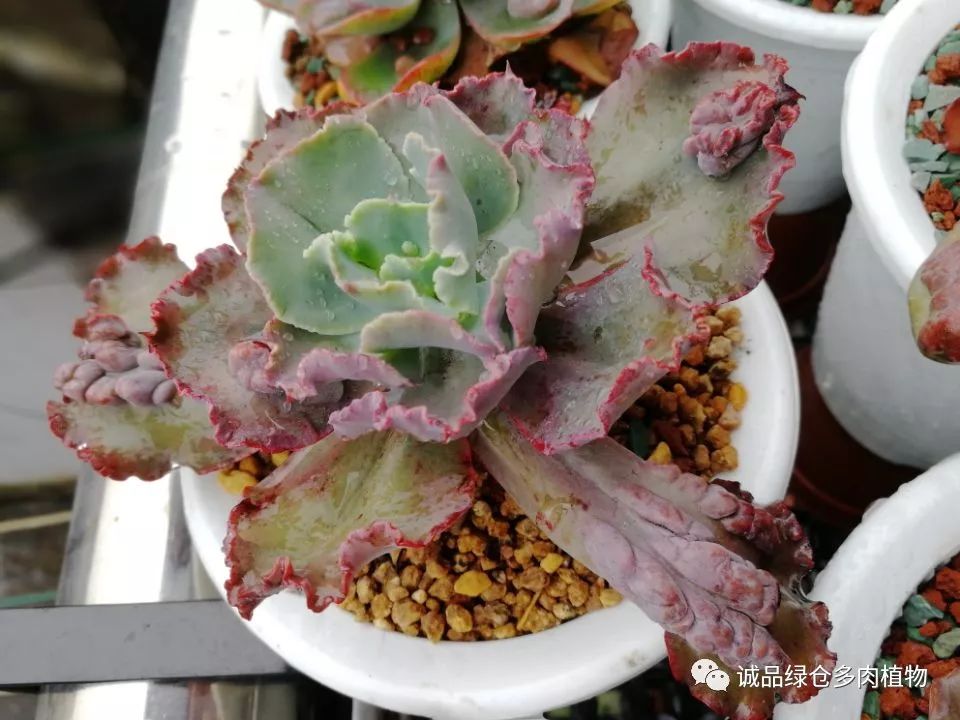 秀肉肉｜在景天的道路是越走越变态