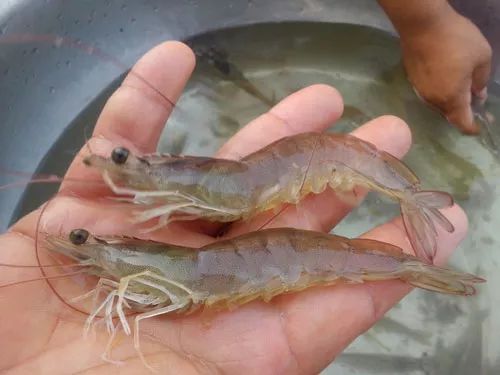 中科院养殖南美白对虾技术,天津地区淡水养殖南美白对虾技术