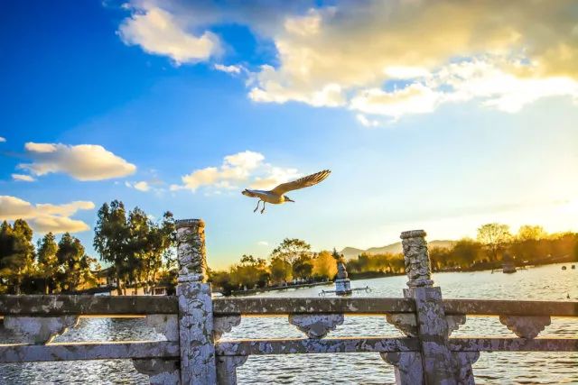 春城秀红嘴鸥图片,春城冬日美景