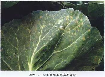 农作物灰霉病怎么防治,作物黑腐病