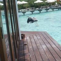 马尔代夫神仙珊瑚岛攻略,马尔代夫神仙珊瑚岛视频