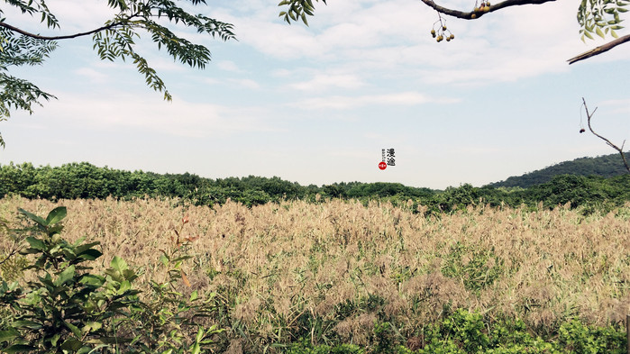 新年广州珠海长隆游记,广州珠海长隆澳门自由行攻略