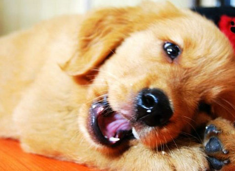 金毛喜欢咬鞋怎样制止,金毛喜欢咬床怎么解决