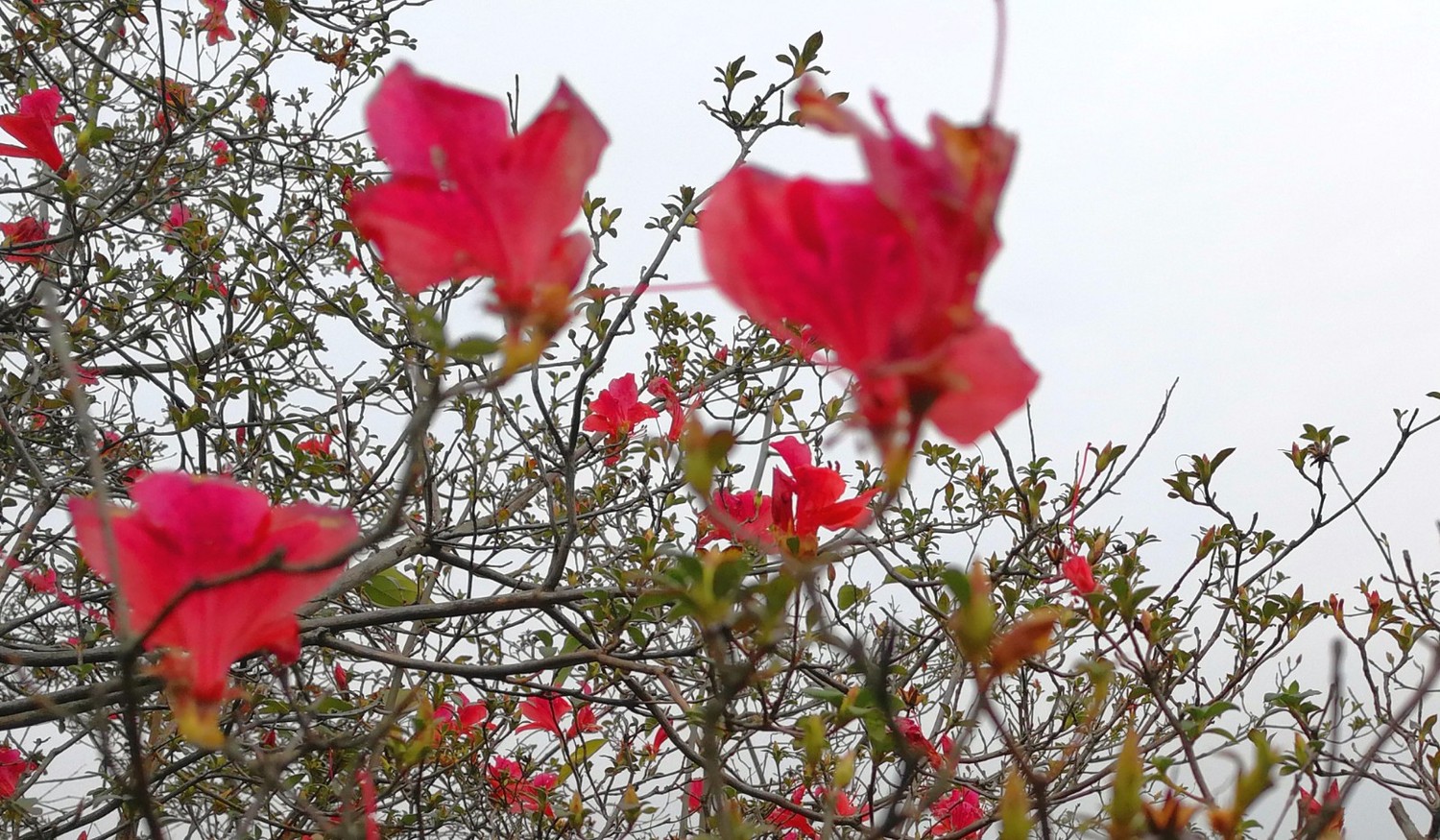 柳州旗山,柳州旗山视频