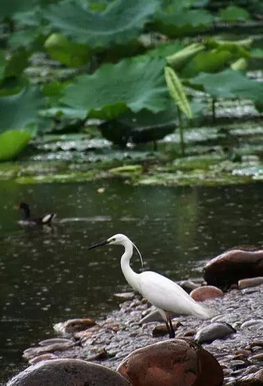深圳有没有好看的风景湖,深圳美湖