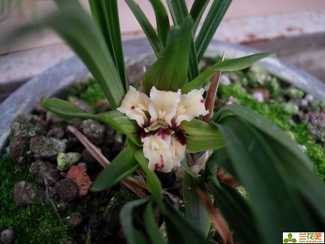 春兰四喜多少钱一盆,春兰四喜蝶优缺点