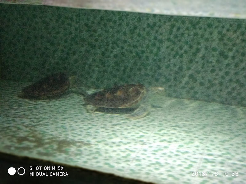 自驾游环游中国路线安徽出发,开封至安徽黄山自驾游攻略