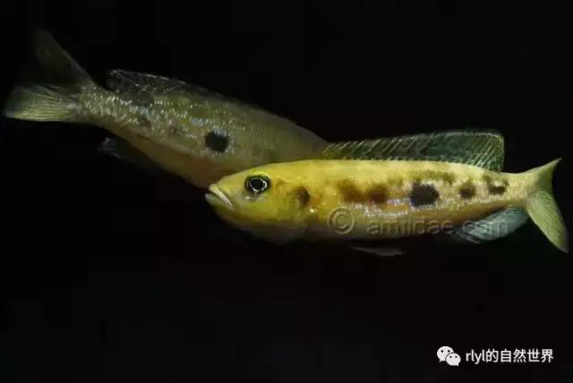 「鱼标本戏说非洲慈鲷」第二章：威严庄重的坦湖酋长——大型炮弹