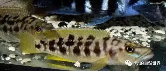 「鱼标本戏说非洲慈鲷」第二章：威严庄重的坦湖酋长——大型炮弹