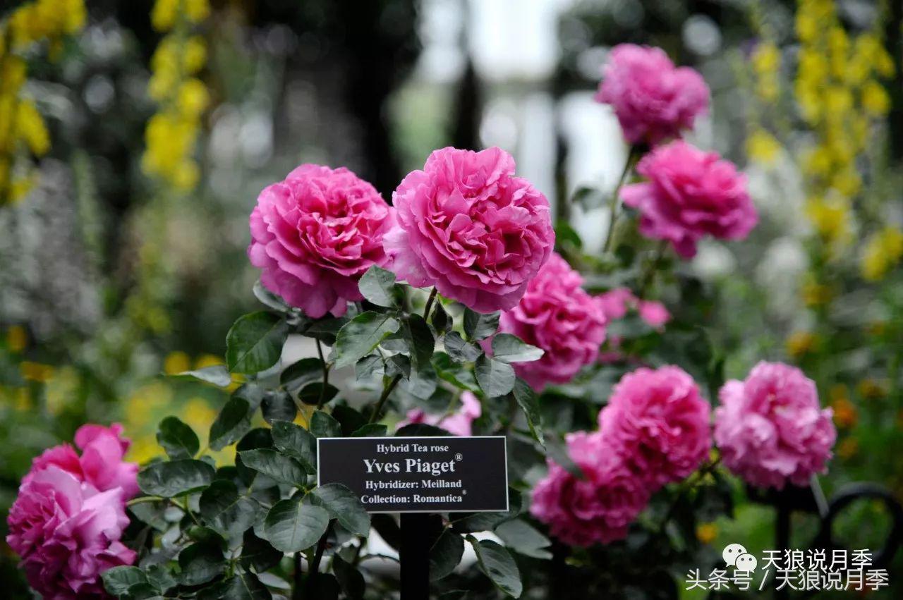 月季的各个品种都是怎样命名的,月季千千万万