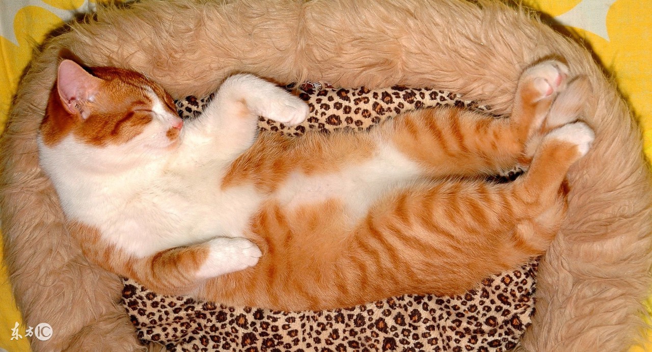 猫咪掉毛粘的衣服到处都是怎么办,猫咪掉毛严重这6招轻松解决问题