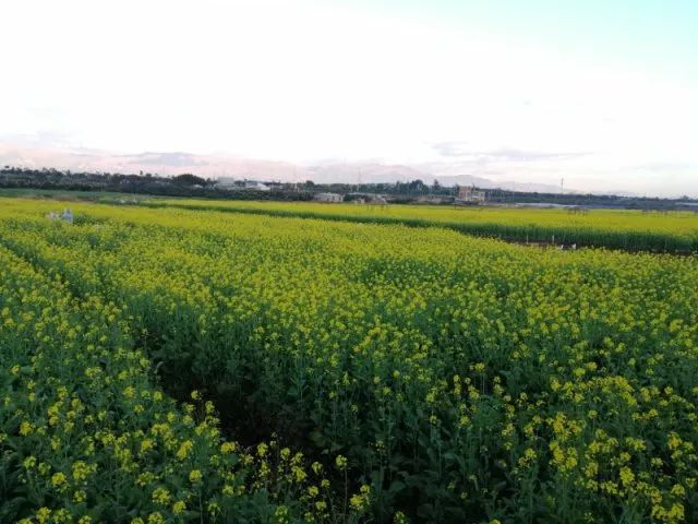 尼苏油菜花,快来打卡油菜花