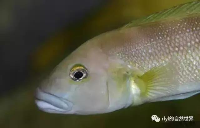 「鱼标本戏说非洲慈鲷」第二章：威严庄重的坦湖酋长——大型炮弹