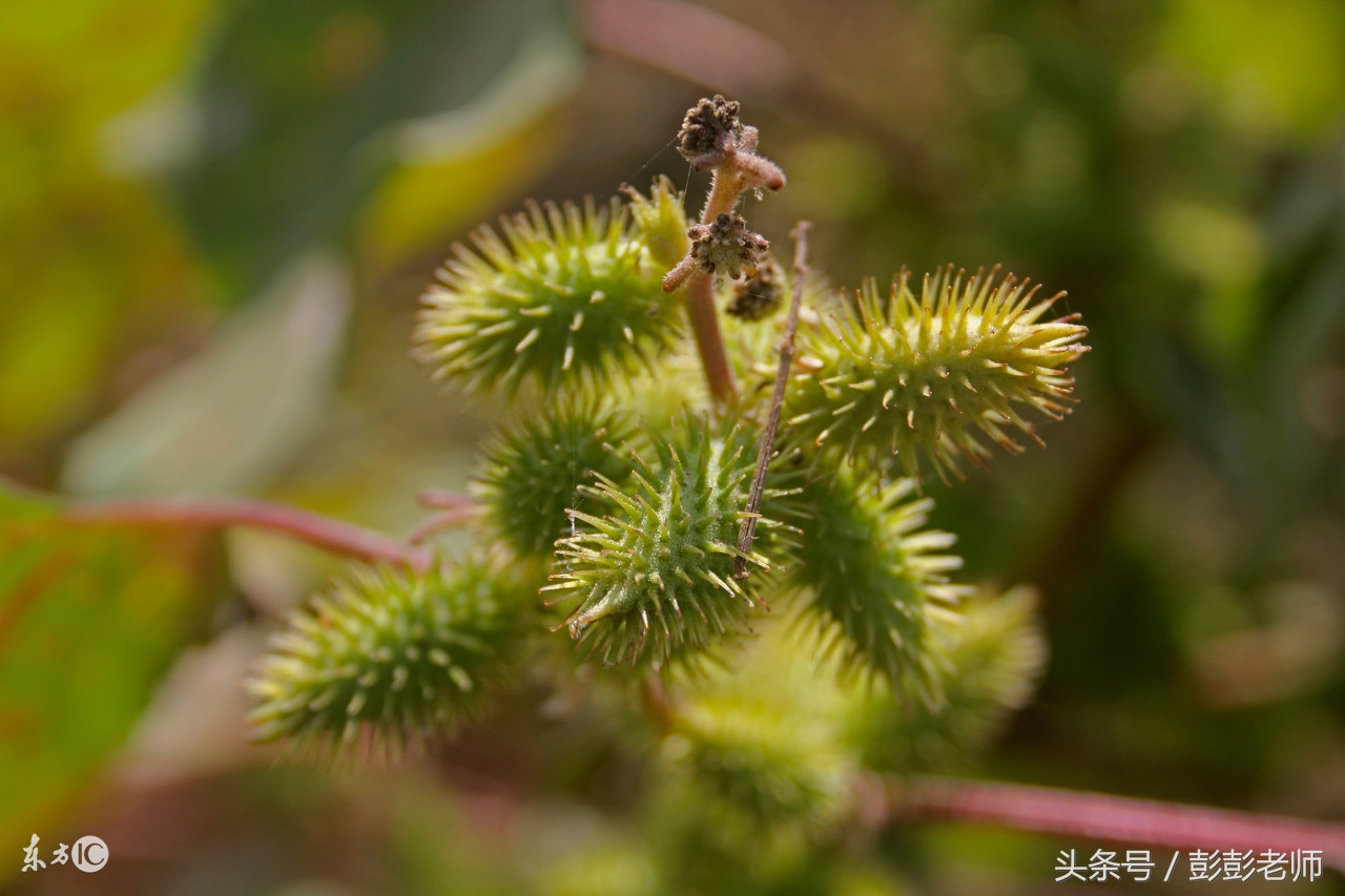跟老师每日一学草药,跟名师学中医一日五练书籍