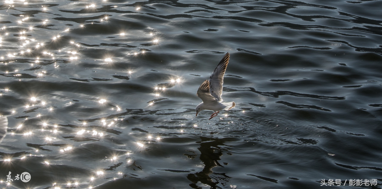 跟师每日一学草药22：鸡屎藤
