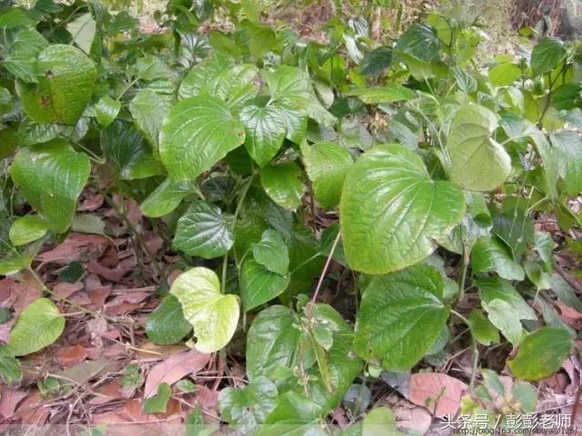 中药葫芦茶的功效与作用,跟老师每日一学草药
