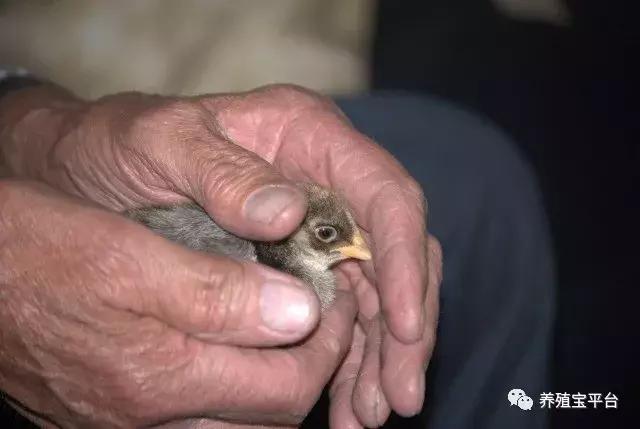 养鸡需要打哪些疫苗,养鸡神药到底是什么