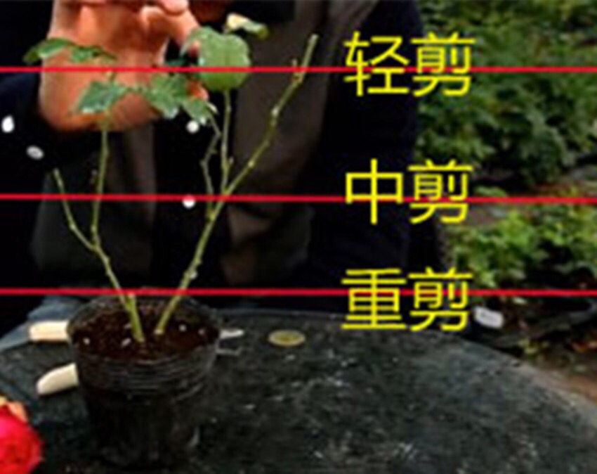 月季越冬的最佳方法,月季如何度夏养护和浇水