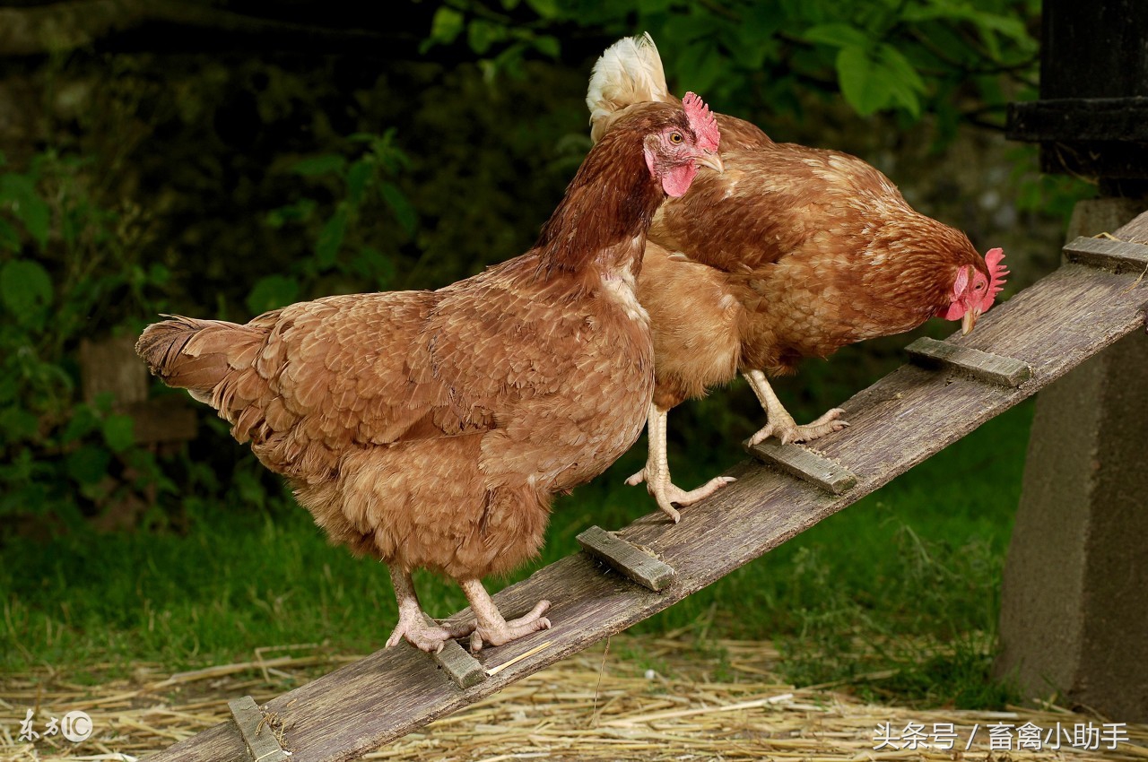 鸡啄肛啄毛是怎么回事,鸡刚开产啄肛怎么回事