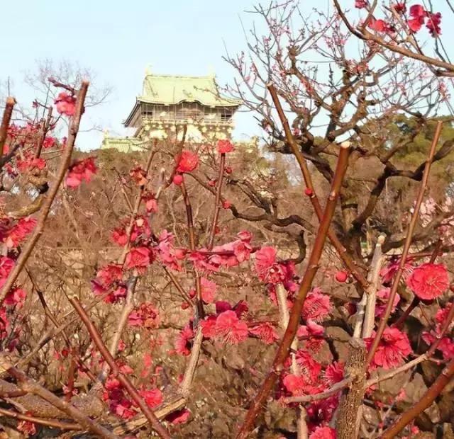 为啥日本自由行首选大阪而非东京,日本自由行忌讳