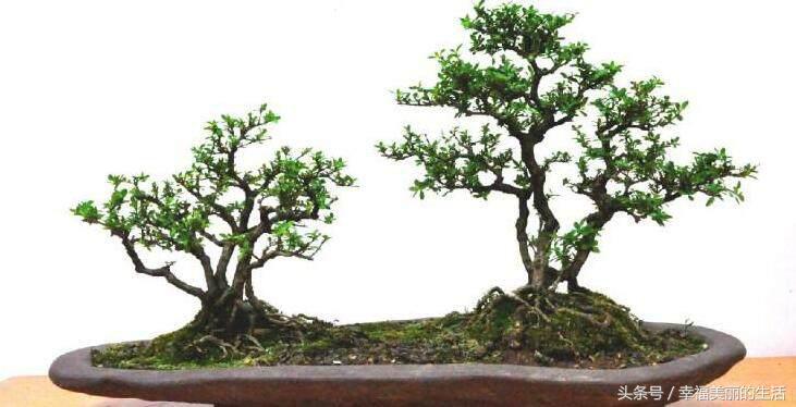 榕树盆景的养殖方法和注意事项,榕树高压繁殖在几月份进行