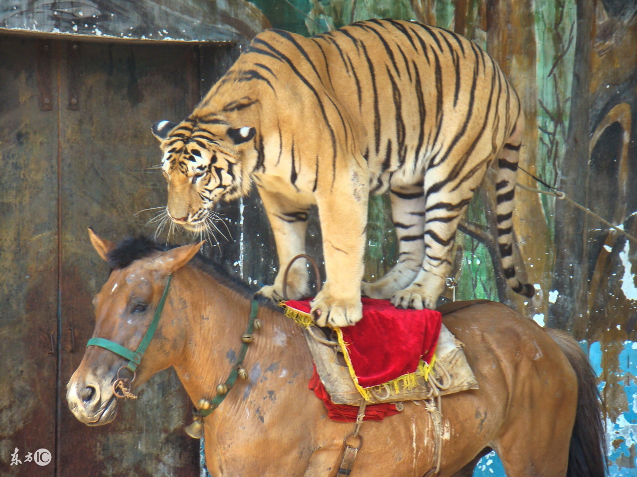 嫁给这3大生肖男一生富贵又幸福,这两生肖做夫妻能一路相伴到白头