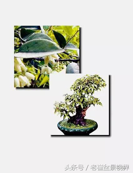 乌饭树做盆景教程,大叶乌饭树和小叶乌饭树都开花吗