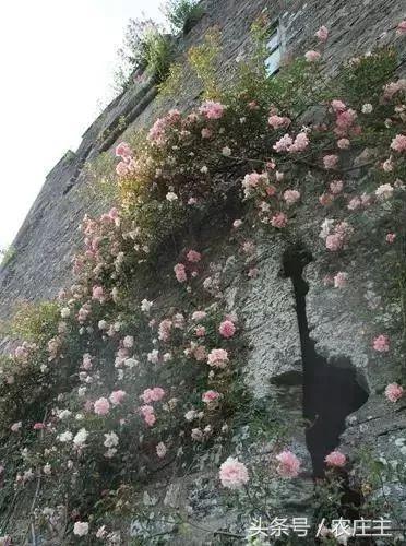 两位英国园艺师却将他们最好的作品留给了自己