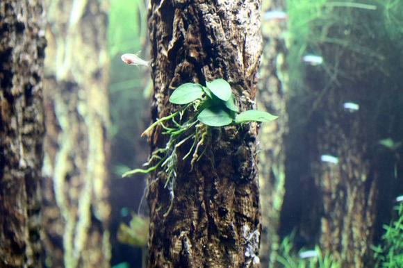 鱼缸怎么样培养硝化细菌,鱼缸如何培养硝化细菌