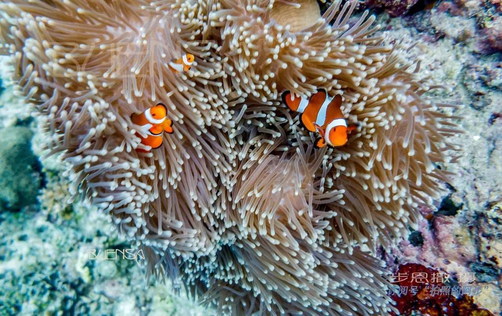 菲律宾好玩的特产,菲律宾什么便宜