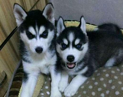 纯种哈士奇是什么颜色,纯种哈士奇眼睛是什么样子的