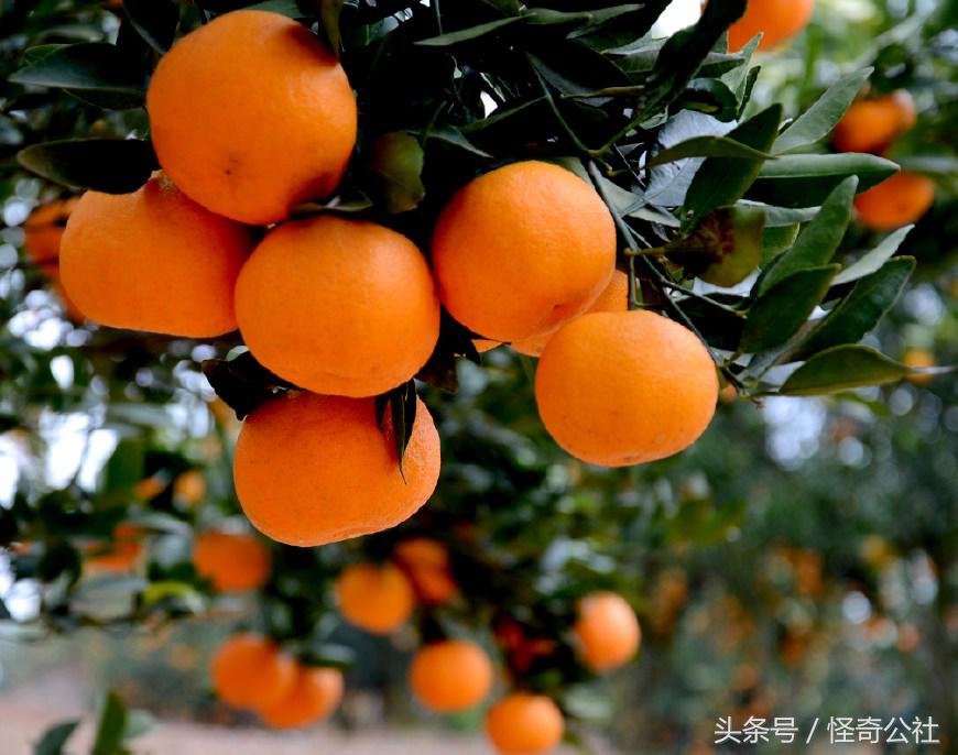 柑橘防寒防冻最佳方法,柑橘冻害防御措施图解