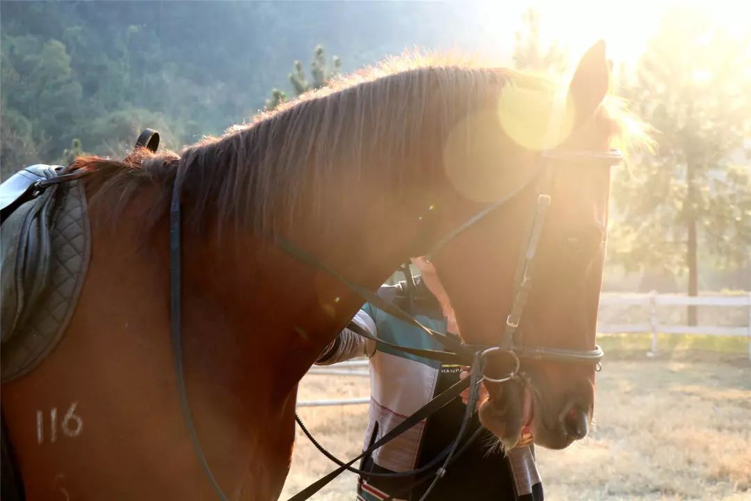 2018年春节你准备怎么过,2018年的春节你想在哪儿过