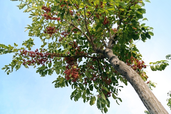 丝棉木价格一般多少钱,丝棉木的价值及功效