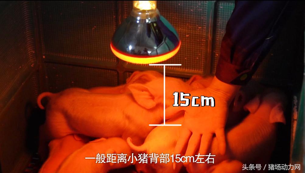 大雪降温天气猪舍管理注意事项,冬季如何给猪仔保暖