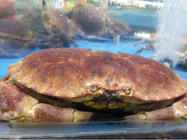 三亚旅游攻略纪念品,自驾游海南三亚必备物品清单