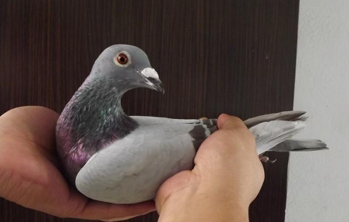 鸽友有点落翅怎么办,鸽群来天落鸽会有什么表现