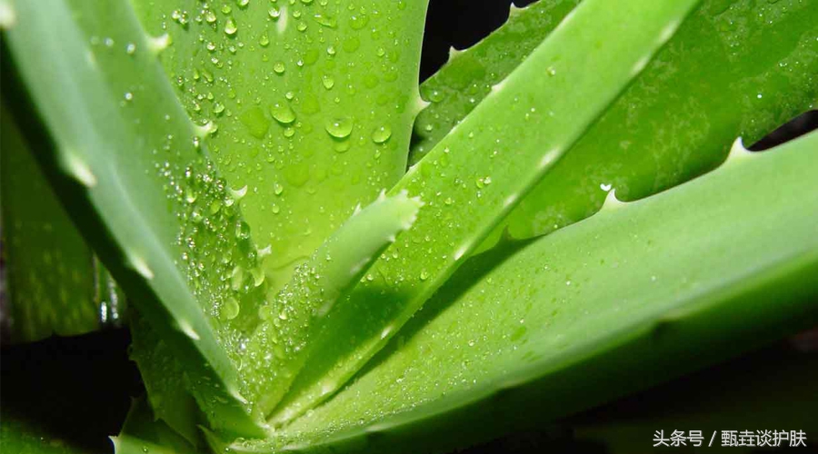热门平价芦荟胶测评,芦荟胶前十名排行榜晒后修复