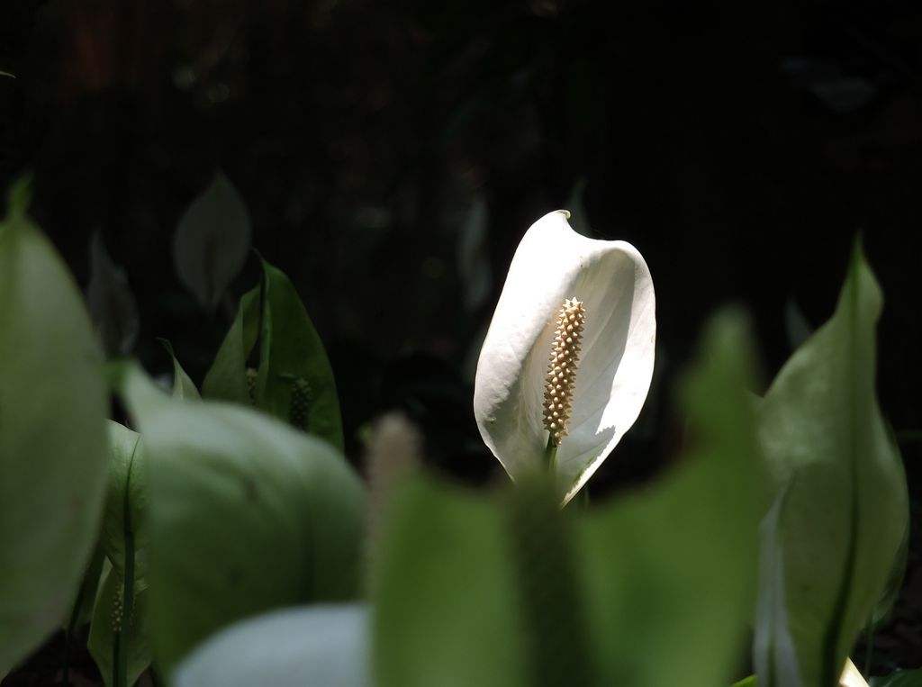 白掌盆栽一帆风顺黄叶了咋办,白掌一帆风顺养殖方法和注意事项