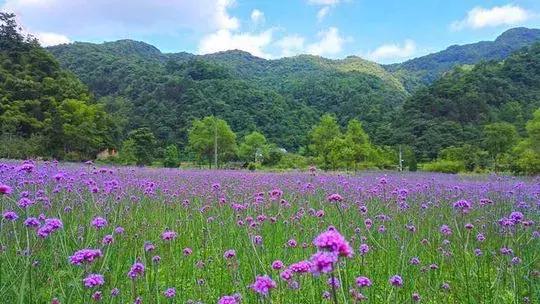 渝贵高铁与贵开城际,成渝贵高铁环线线路图