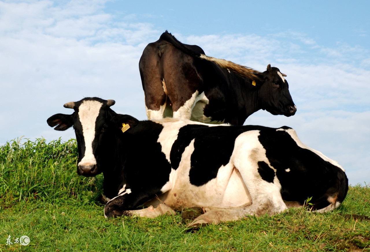 高产奶牛的特征,基础母牛泌乳牛的饲养管理