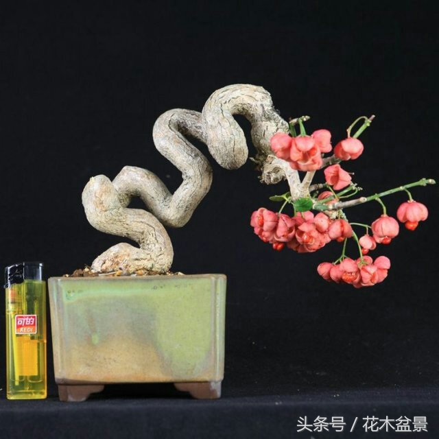 树桩断枝,树桩盆景断了怎么办