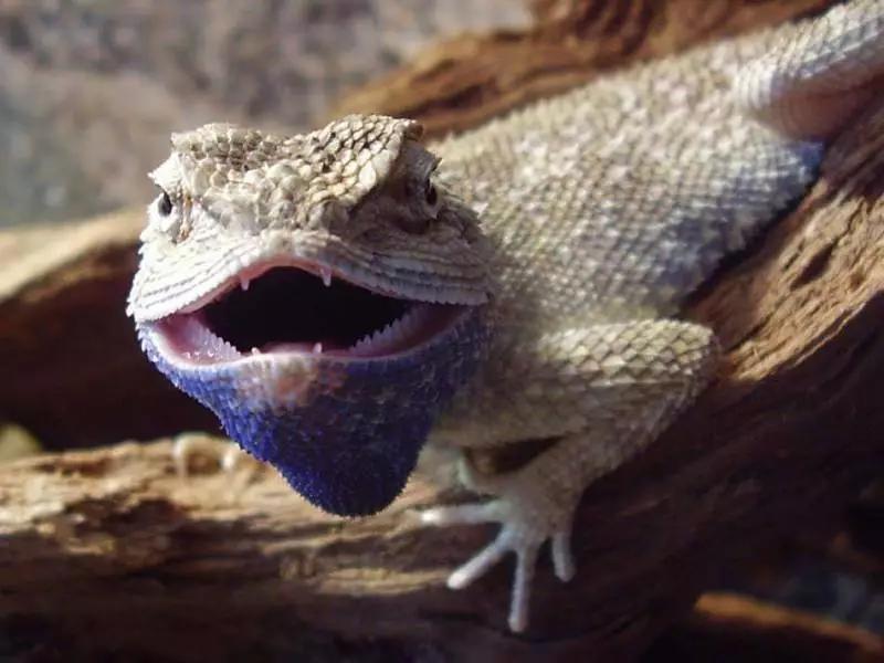 蓝色鬃狮蜥蜴稀有吗,鬃狮蜥黄系对比