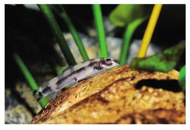 清洁鱼缸吸鳅和清道夫哪个好,如何养好吸鳅